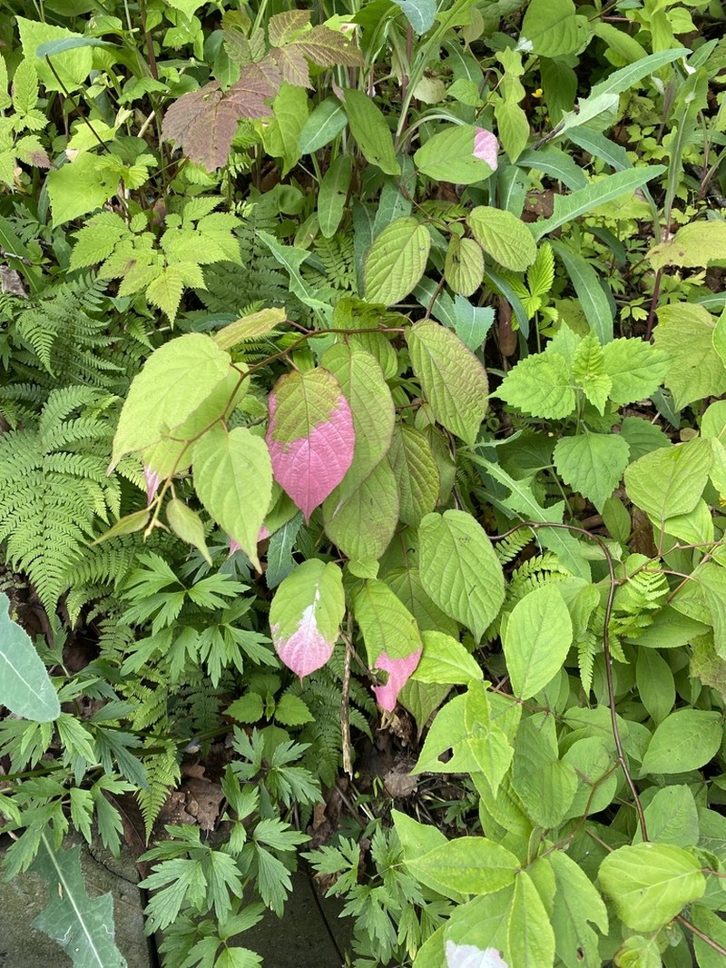Actinidia kolomikta photo 3