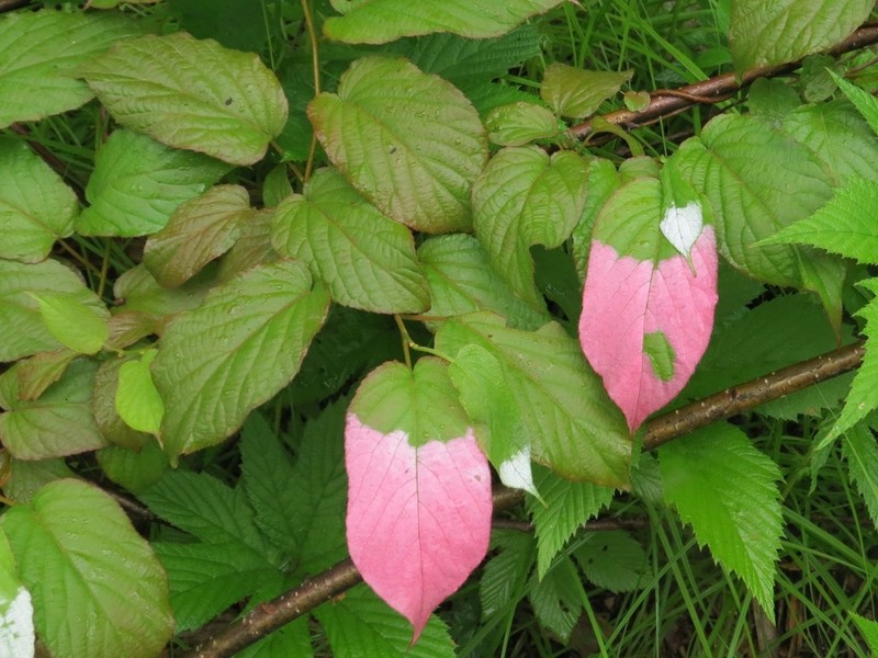 Actinidia kolomikta photo 4