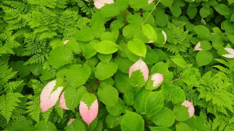 Actinidia kolomikta photo 5