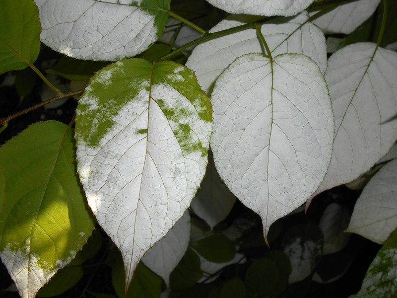 Actinidia kolomikta photo 6