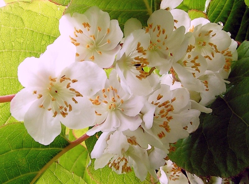 Actinidia kolomikta photo 7