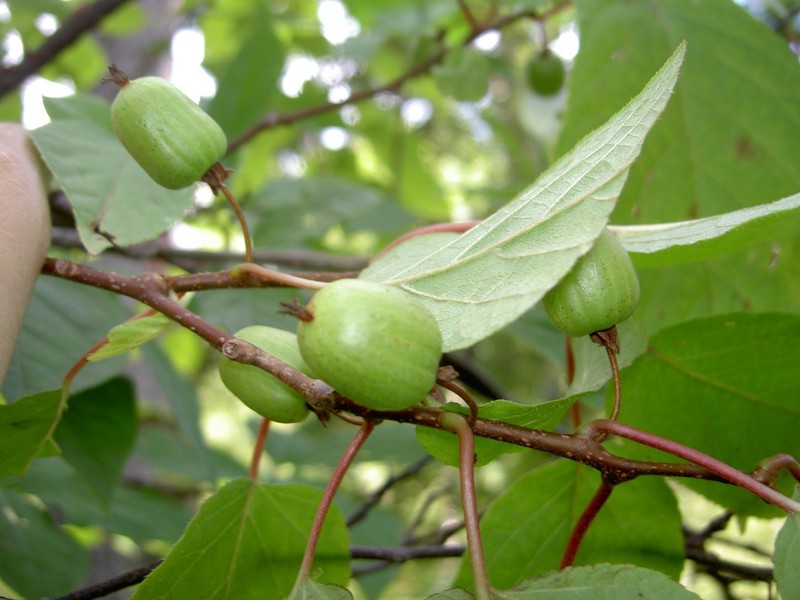 Actinidia kolomikta photo 8