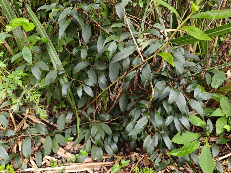 Actinidia lanceolata