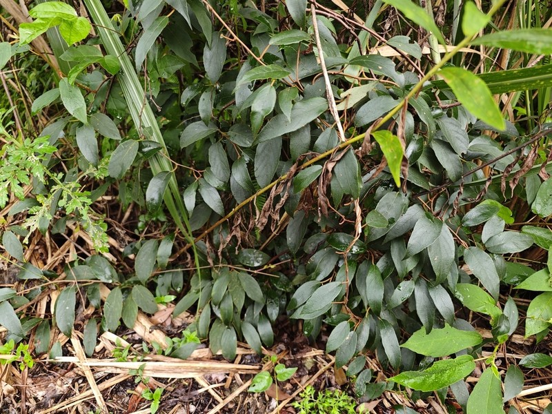 Actinidia lanceolata photo 2