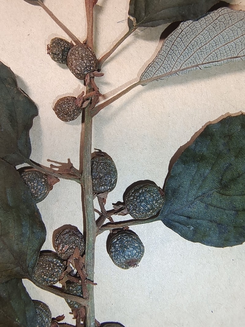 Actinidia lanceolata photo 3