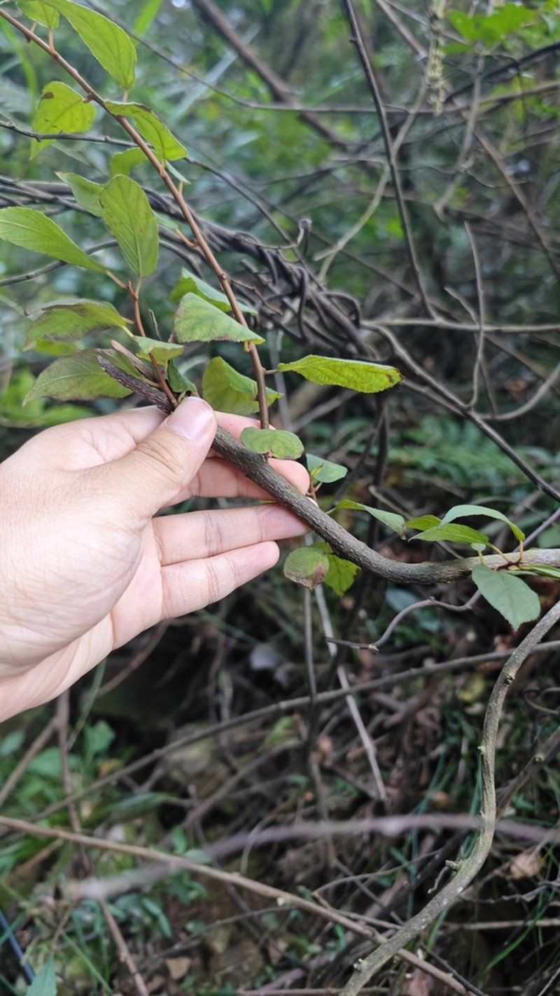 Actinidia lanceolata photo 4