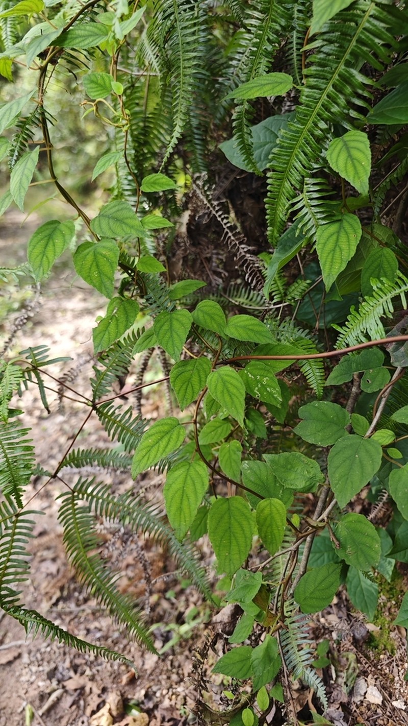 Actinidia lanceolata photo 5