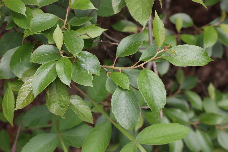 Actinidia lanceolata photo 6