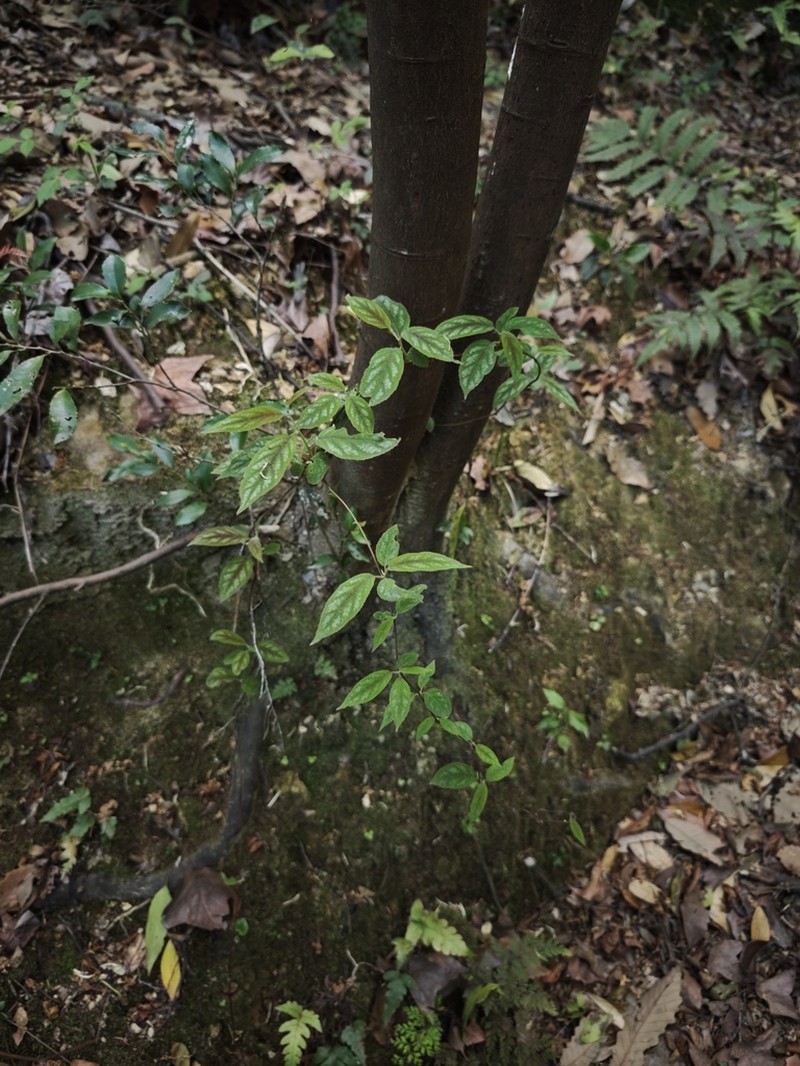 Actinidia lanceolata photo 7