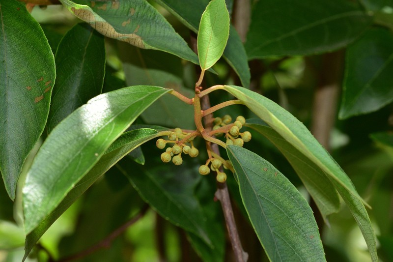 Actinidia lanceolata photo 8