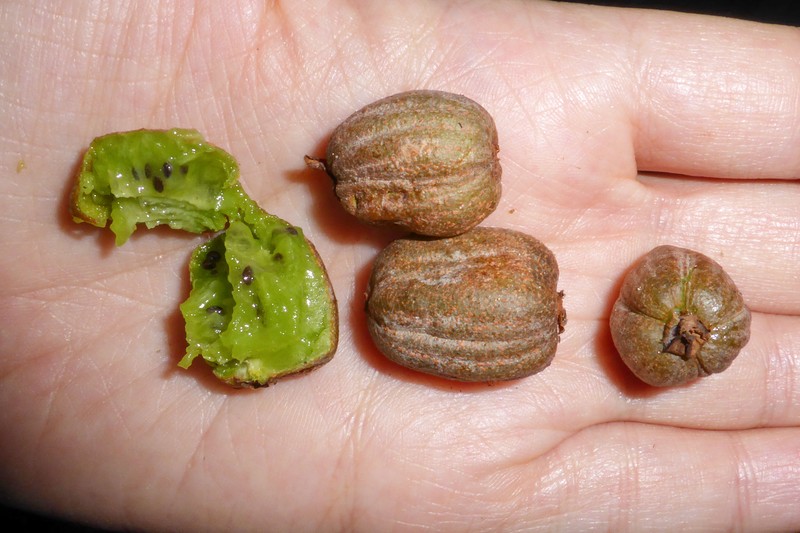 Actinidia latifolia
