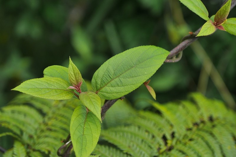 Actinidia latifolia photo 2