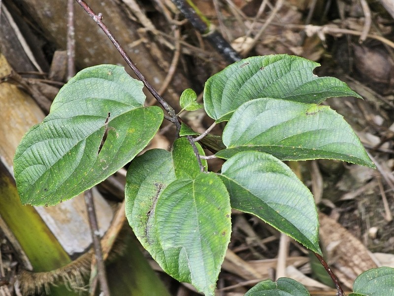 Actinidia latifolia photo 3