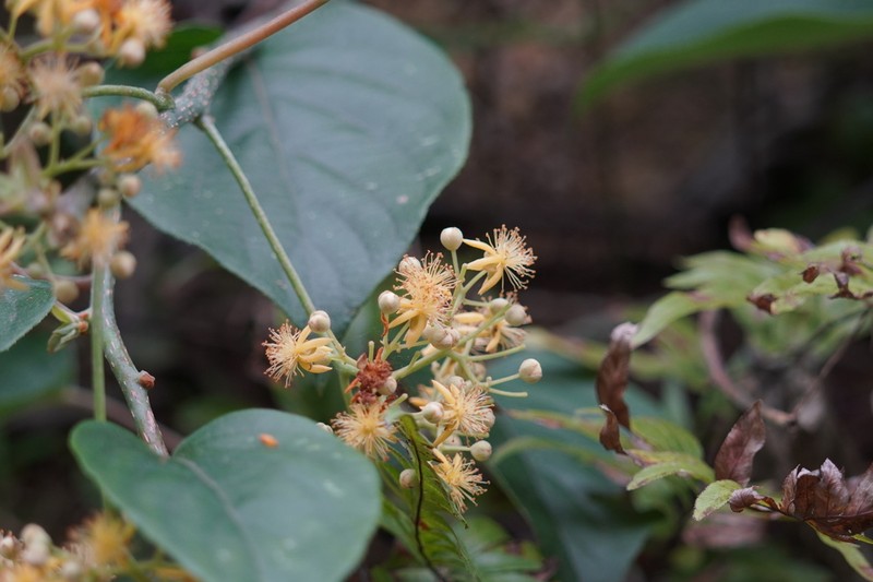 Actinidia latifolia photo 4