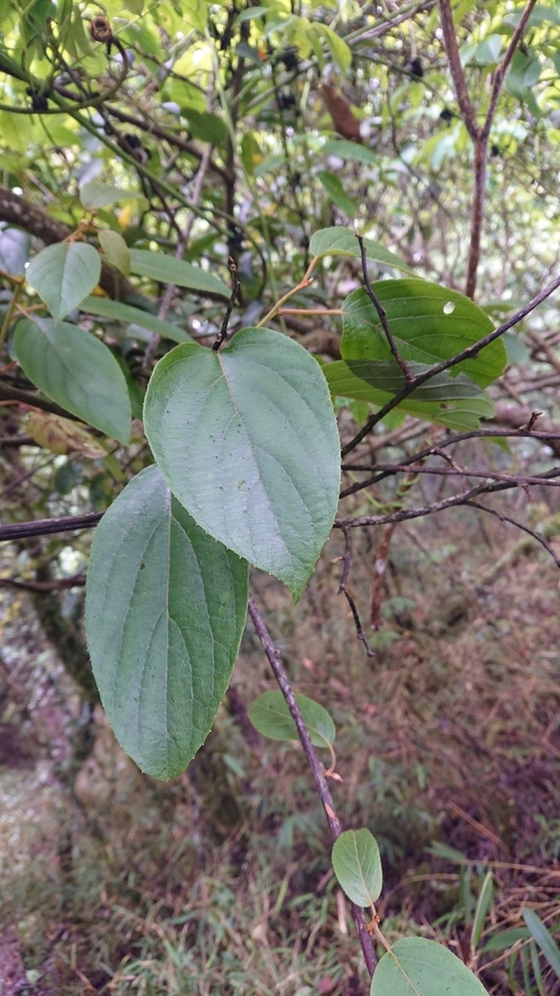 Actinidia latifolia photo 5