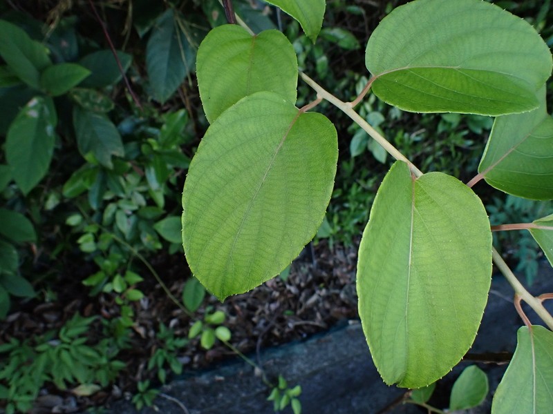 Actinidia latifolia photo 6