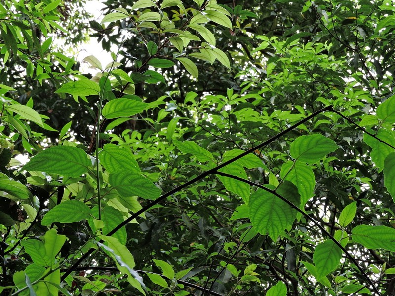 Actinidia latifolia photo 7
