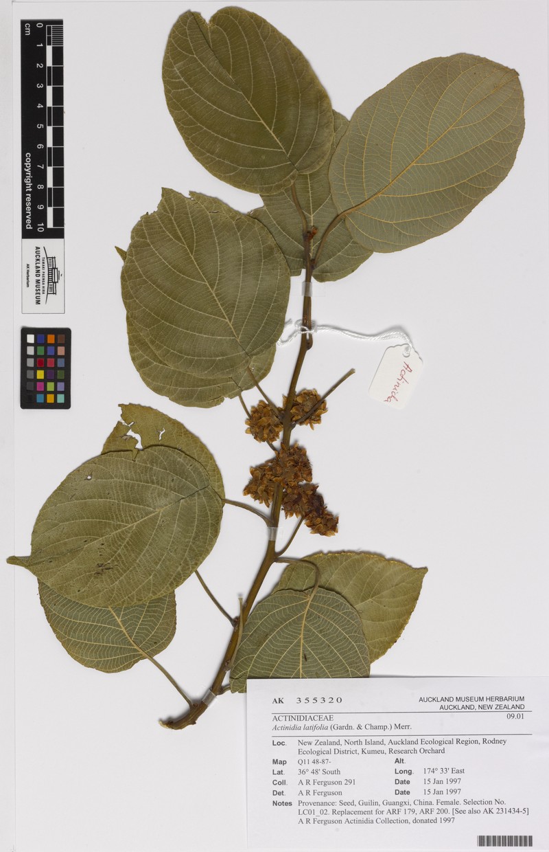 Actinidia latifolia photo 8
