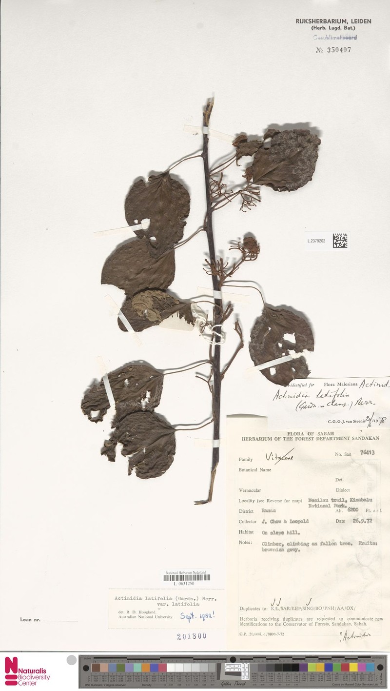 Actinidia latifolia var. latifolia