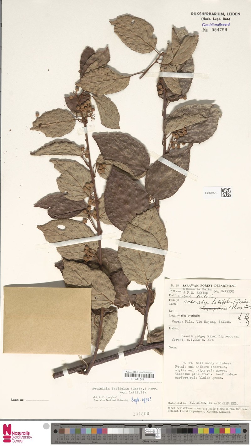 Actinidia latifolia var. latifolia photo 2