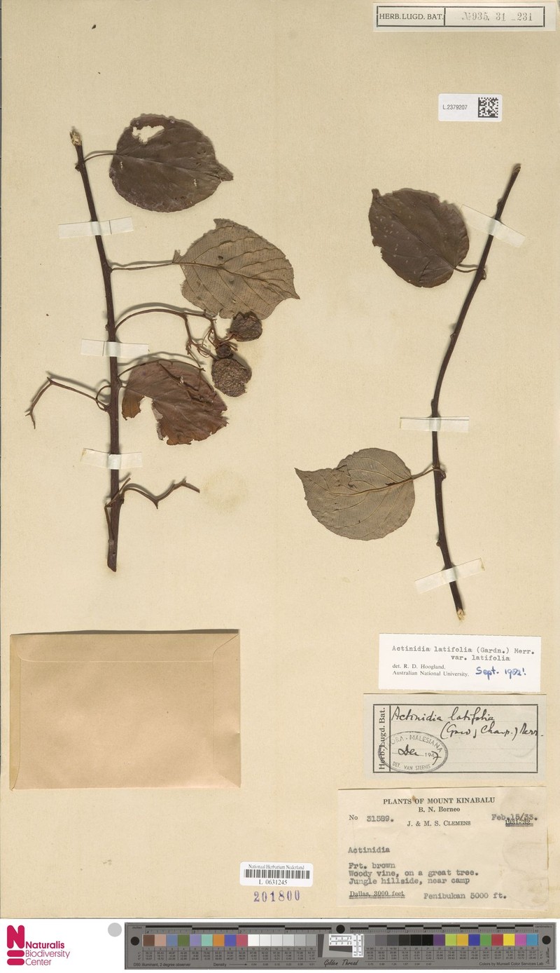 Actinidia latifolia var. latifolia photo 3