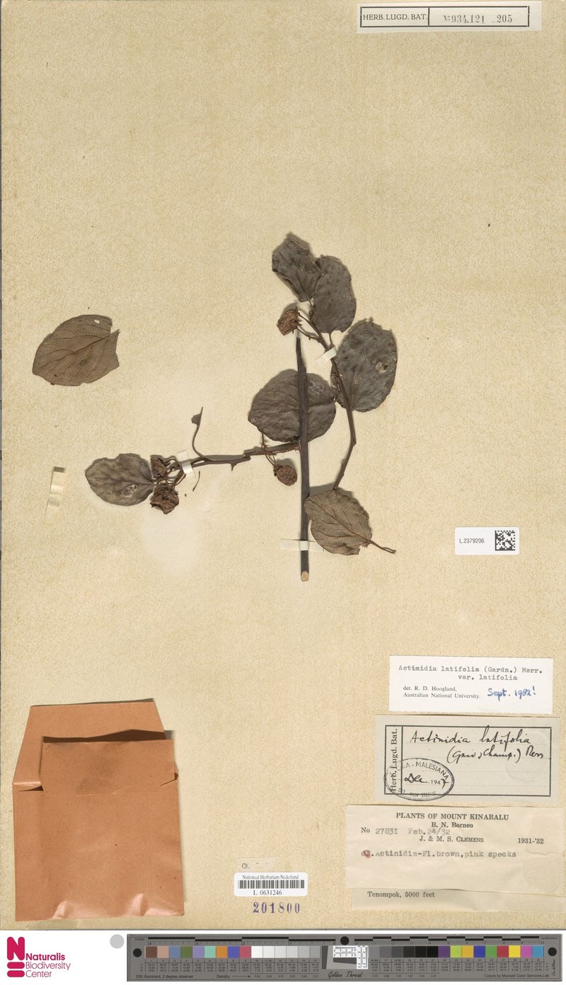 Actinidia latifolia var. latifolia photo 4