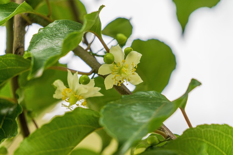 Actinidia macrosperma