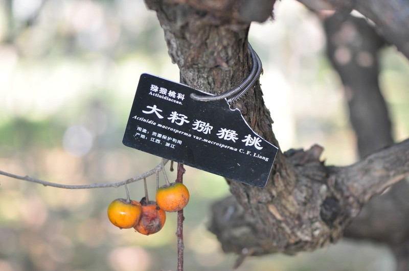 Actinidia macrosperma photo 2