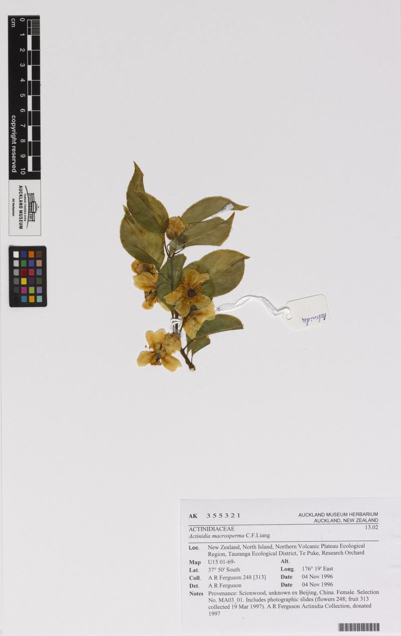 Actinidia macrosperma photo 4