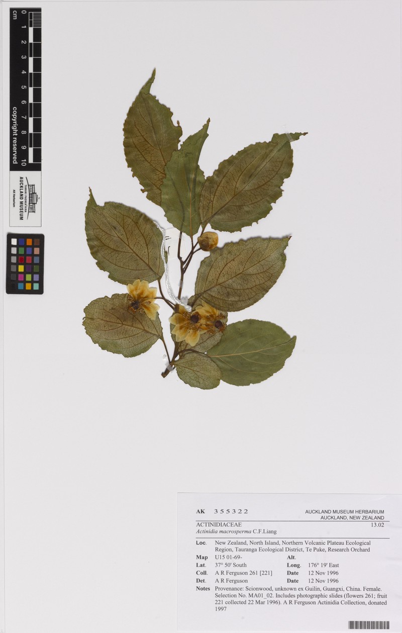 Actinidia macrosperma photo 5