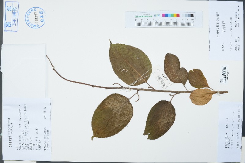 Actinidia macrosperma photo 6