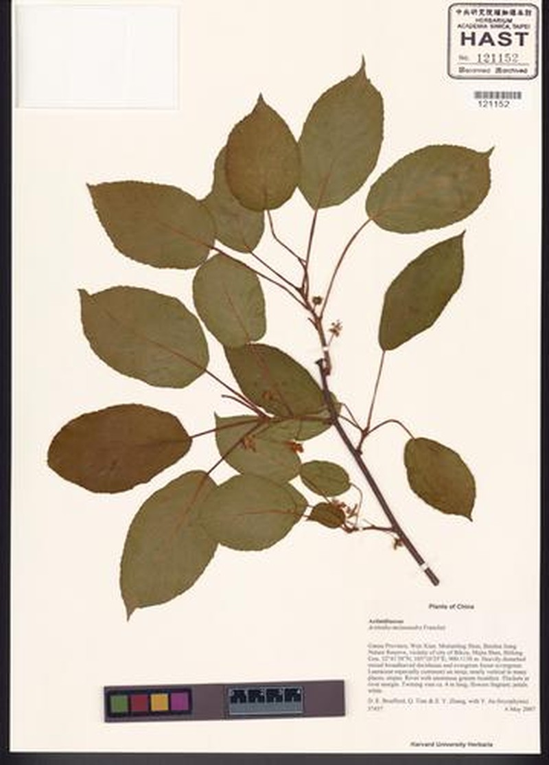 Actinidia melanandra