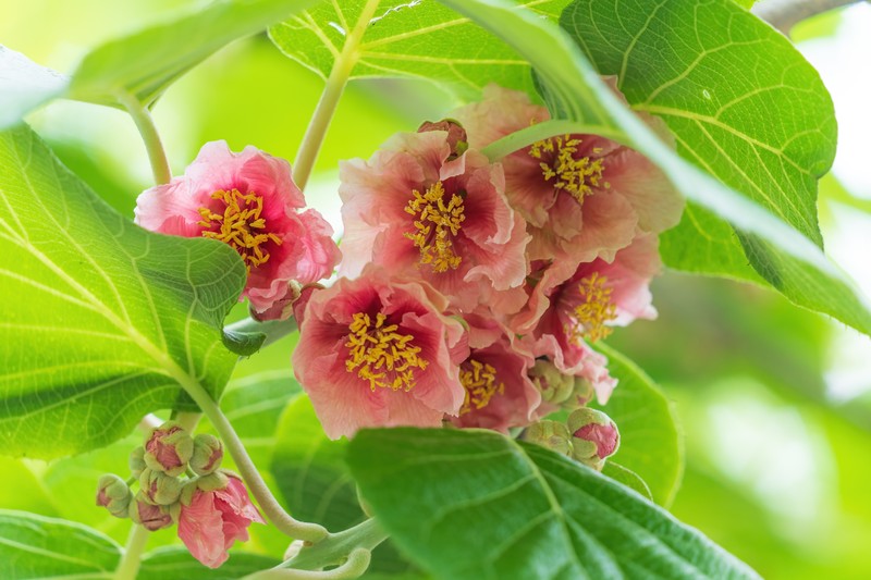 Actinidia persicina