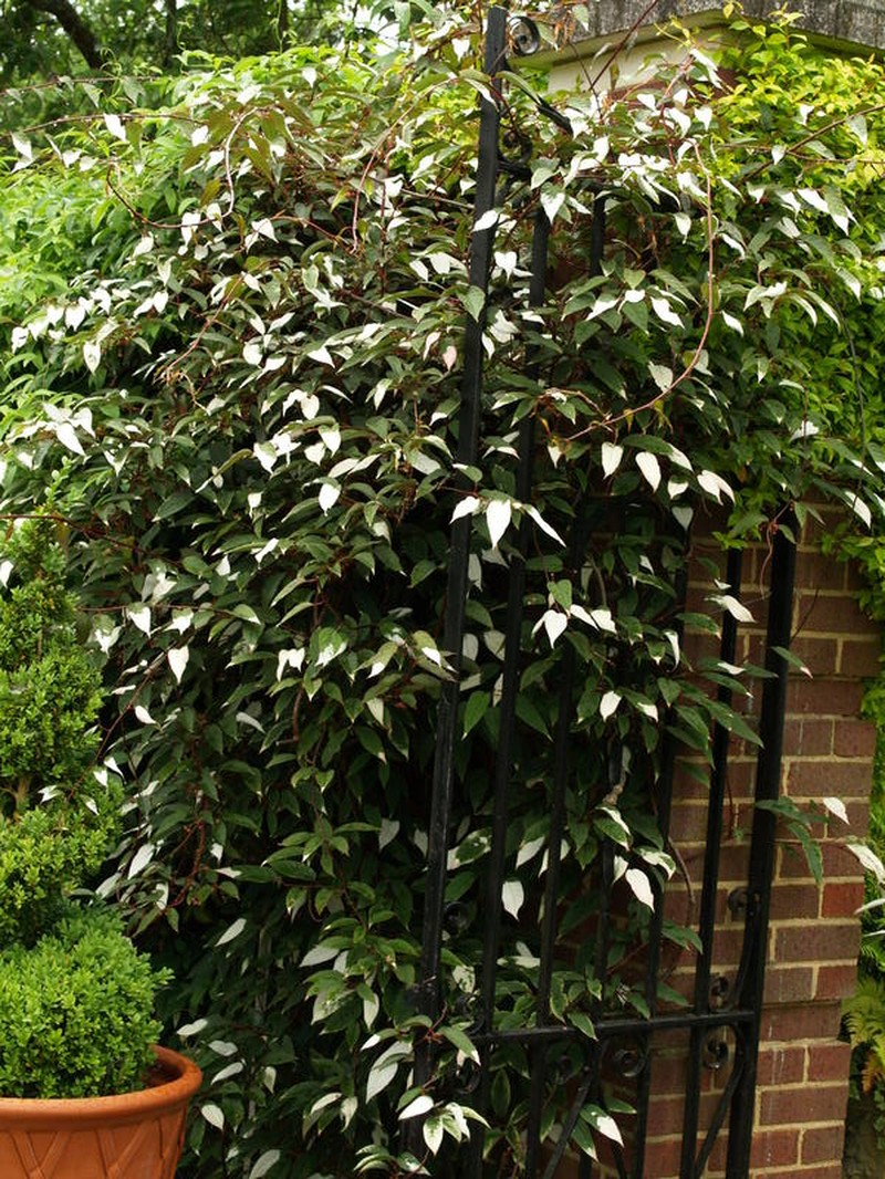 Actinidia pilosula photo 2