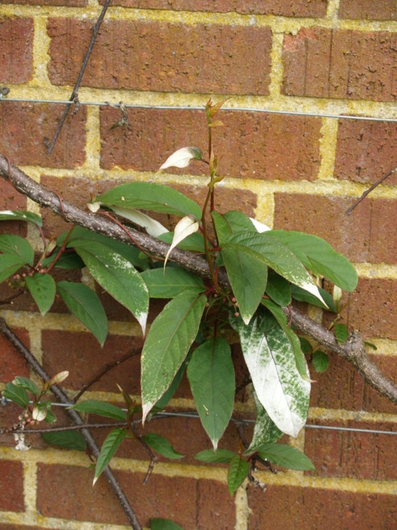 Actinidia pilosula photo 3