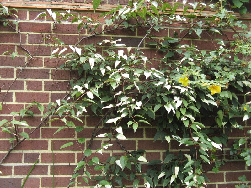 Actinidia pilosula photo 4