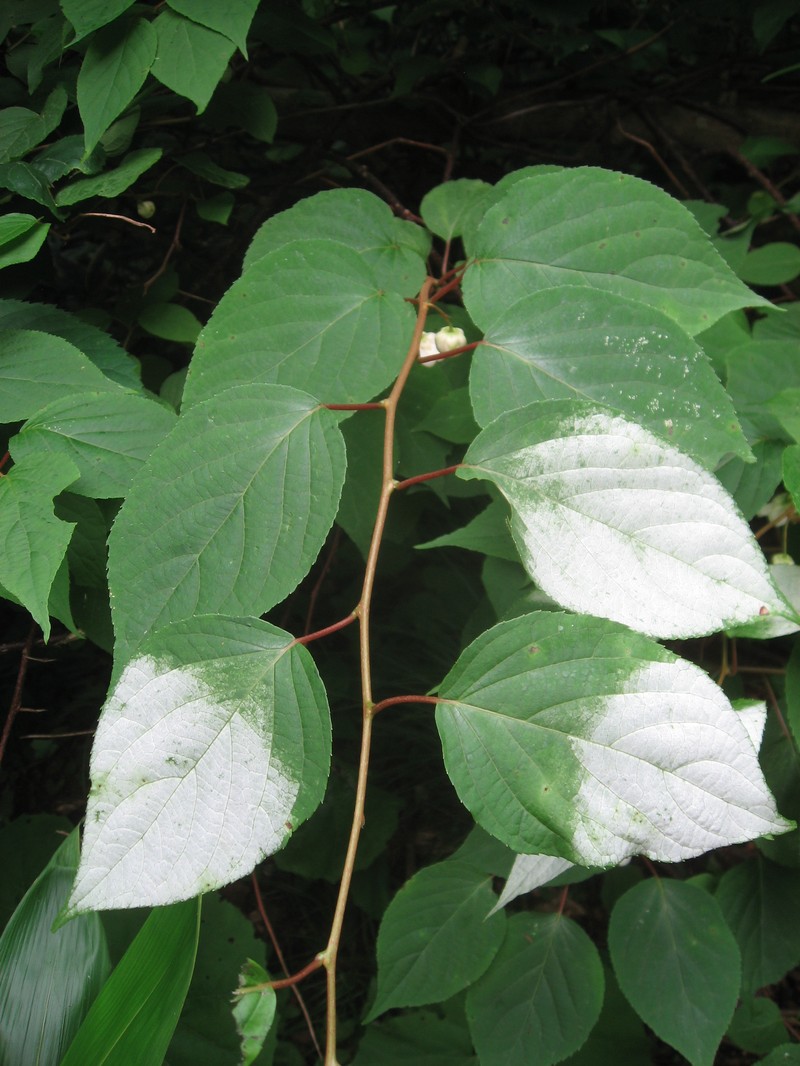 Silver Vine photo 2