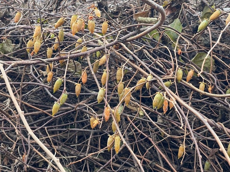 Silver Vine photo 3