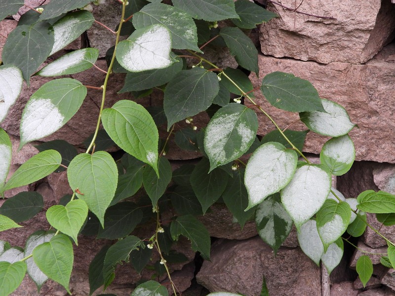 Silver Vine photo 4