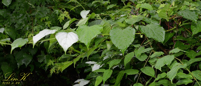 Silver Vine photo 5