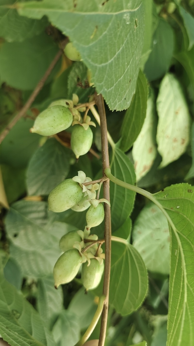 Silver Vine photo 6