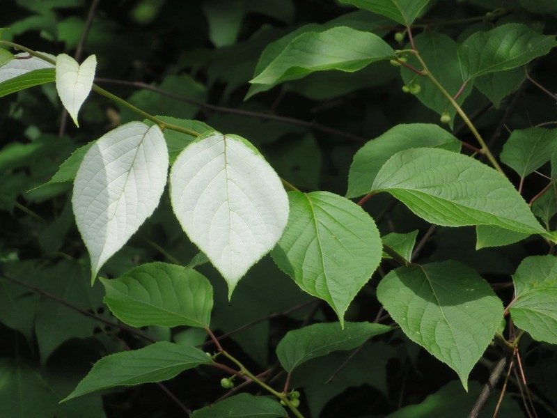 Silver Vine photo 7