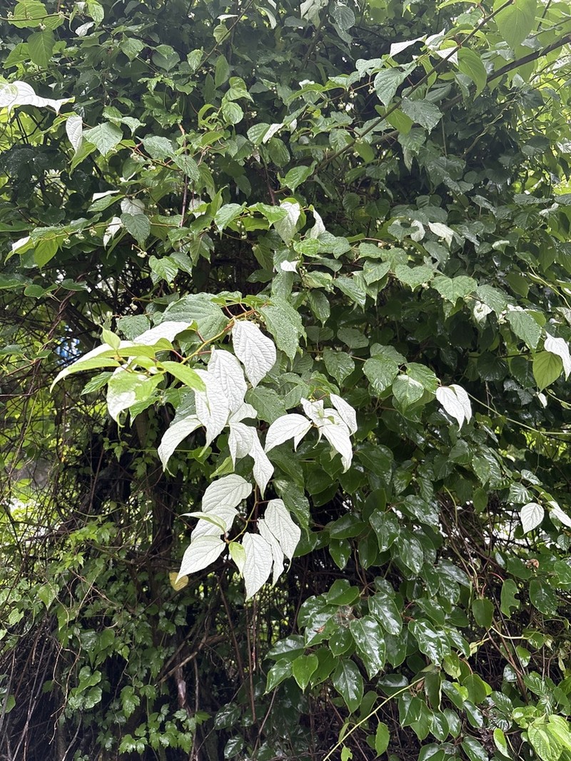 Silver Vine photo 8