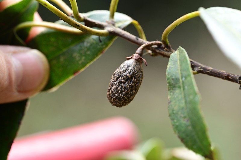 Actinidia rubricaulis