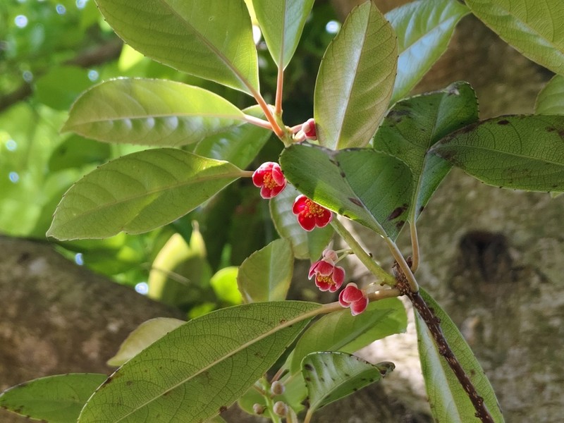 Actinidia rubricaulis photo 2