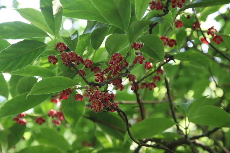Actinidia rubricaulis photo 3