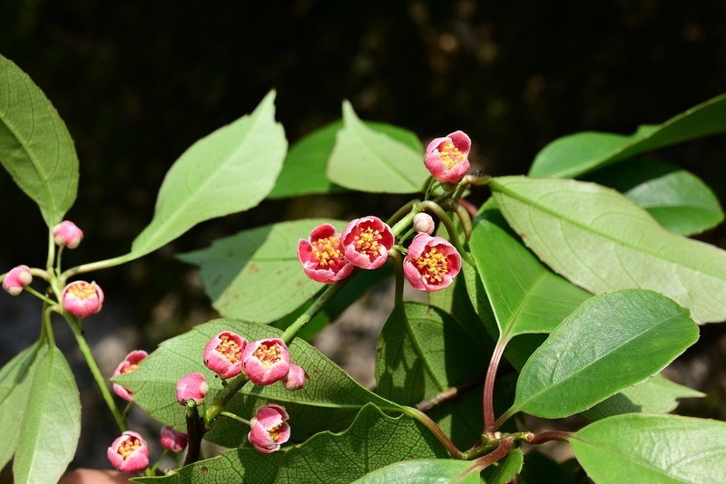 Actinidia rubricaulis photo 4