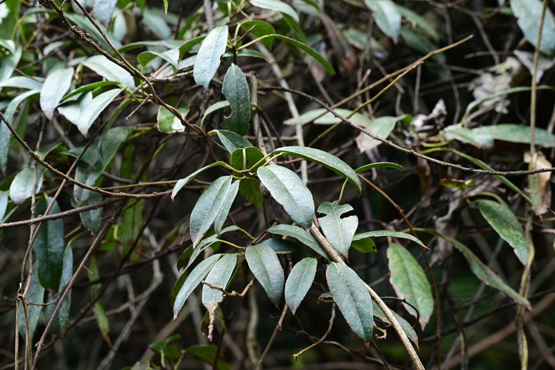 Actinidia rubricaulis photo 5