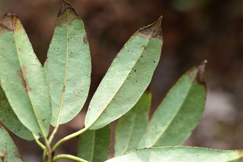 Actinidia rubricaulis photo 6
