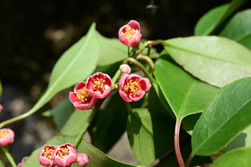 Actinidia rubricaulis photo 8